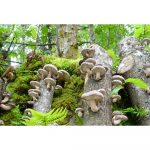 Tronco Shiitake