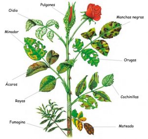 Sintomas de plantas con Plagas