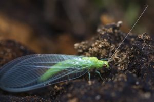 Plaga de Chrysoperla